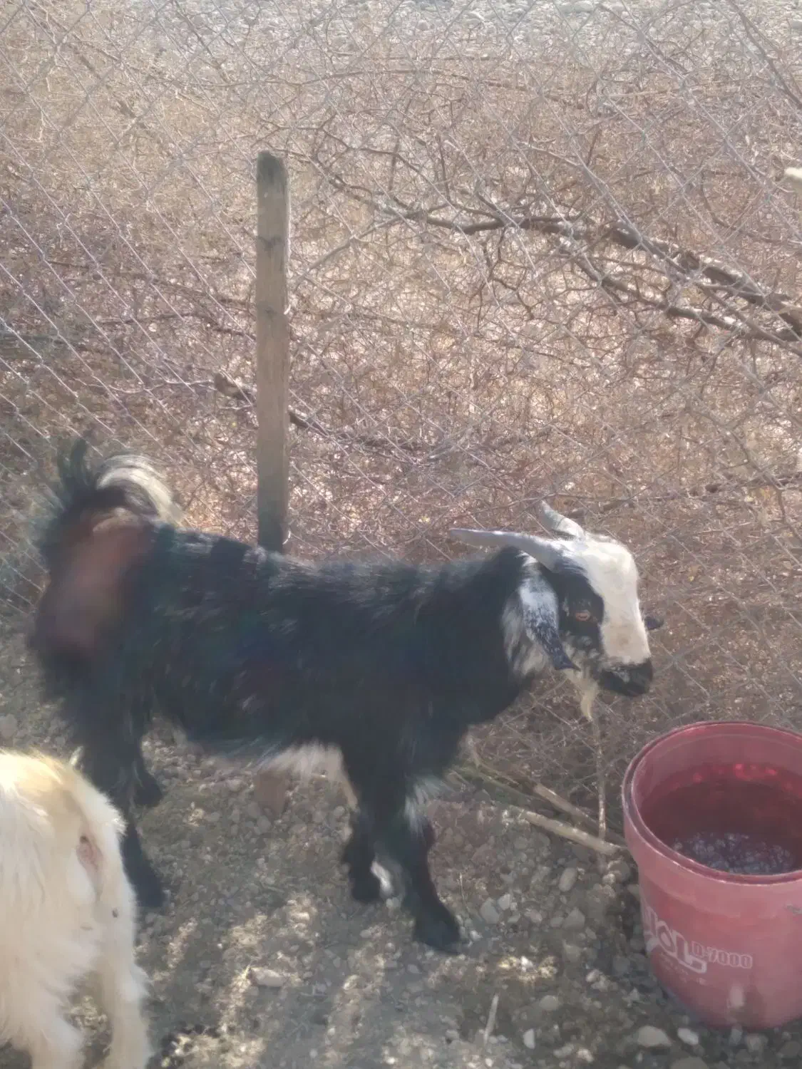 فروش دو عدد کهره نر|حیوانات مزرعه|جم, |دیوار