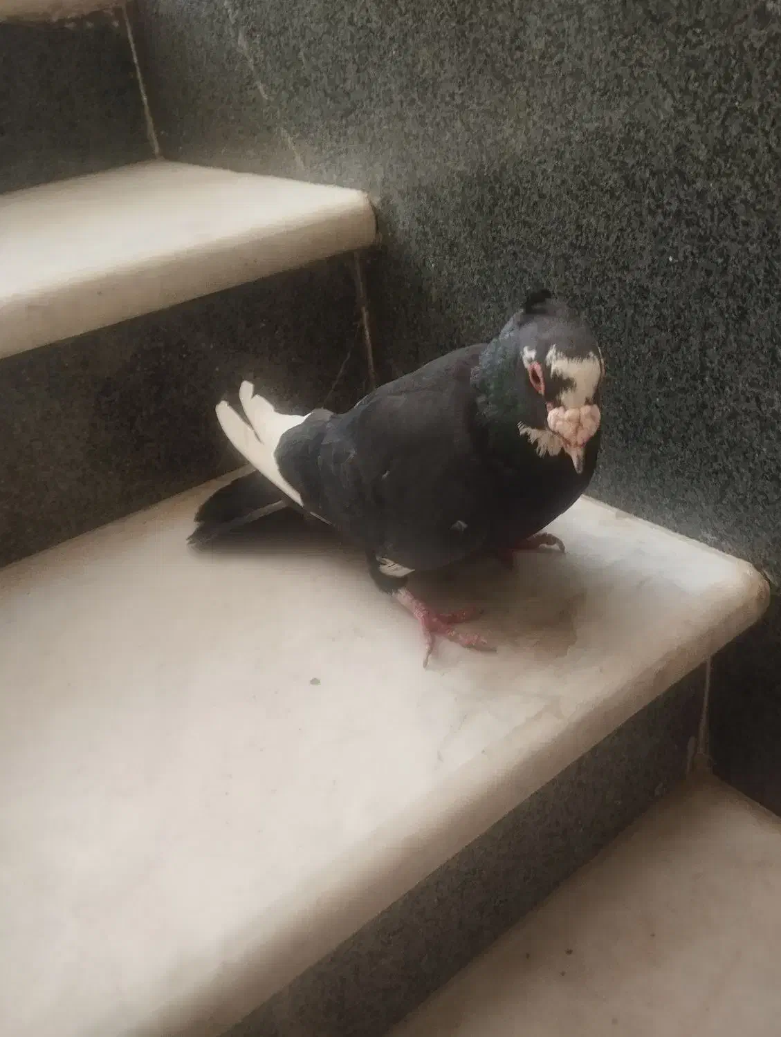 نر پلنگ سیاه کاکل تر تمیز 8*8|پرنده|زاهدان, |دیوار