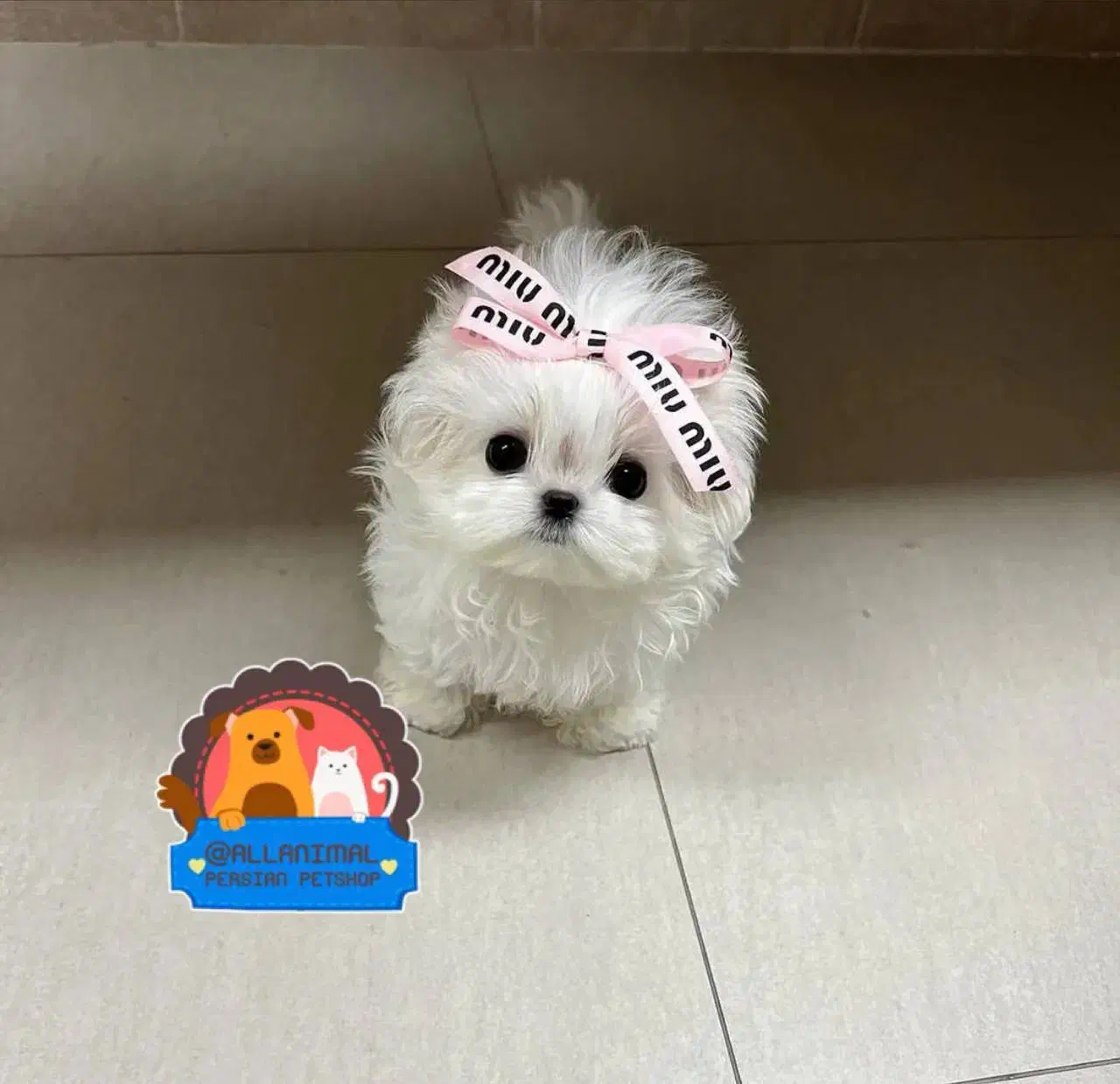 پنبه|سگ|خرم‌آباد, |دیوار