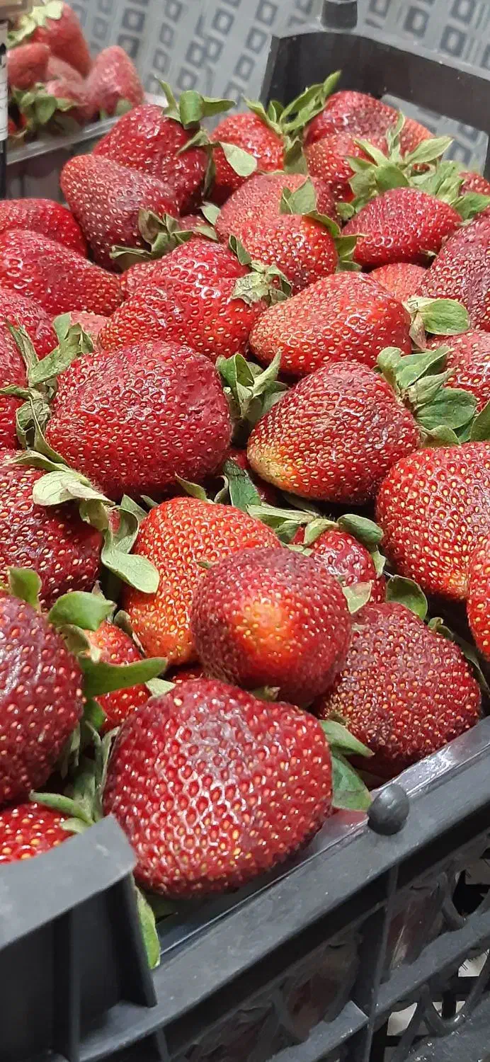 پخش موز وتوت فرهنگی به قنادی وکافه|خوردنی و آشامیدنی|تهران, تهرانسر شمالی|دیوار