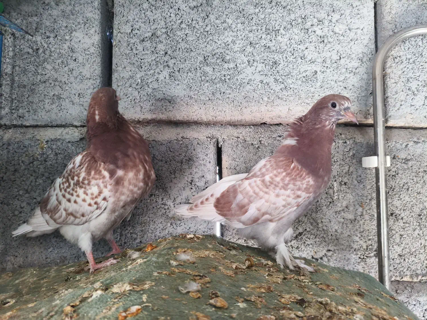 جوجه گره تعادلی|پرنده|میناب, |دیوار