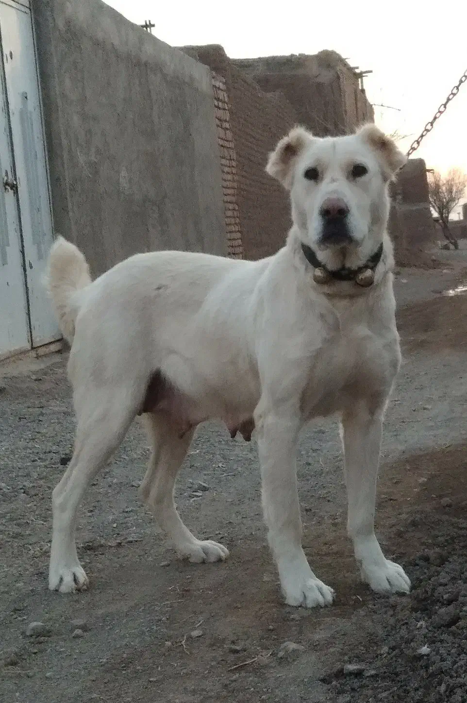 سگ ماده سه ساله|سگ|سبزوار, قصبه غربی|دیوار