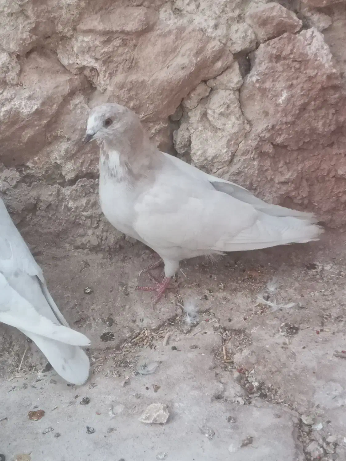 چند عدد پرنده|پرنده|مسجد سلیمان, |دیوار