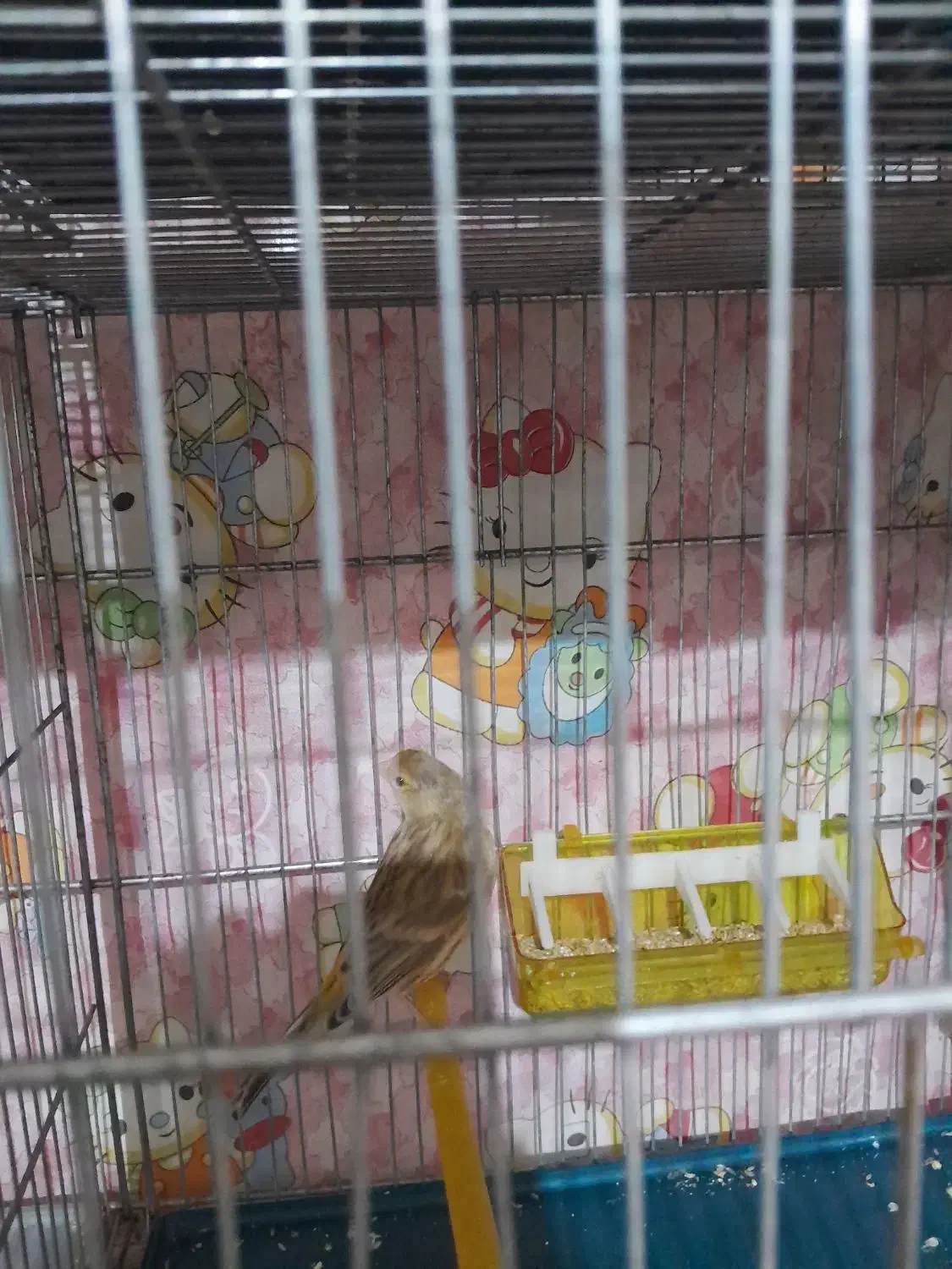 قنادی ماده یکساله با قفس وسایل کله سهره  ای|پرنده|تاکستان, |دیوار