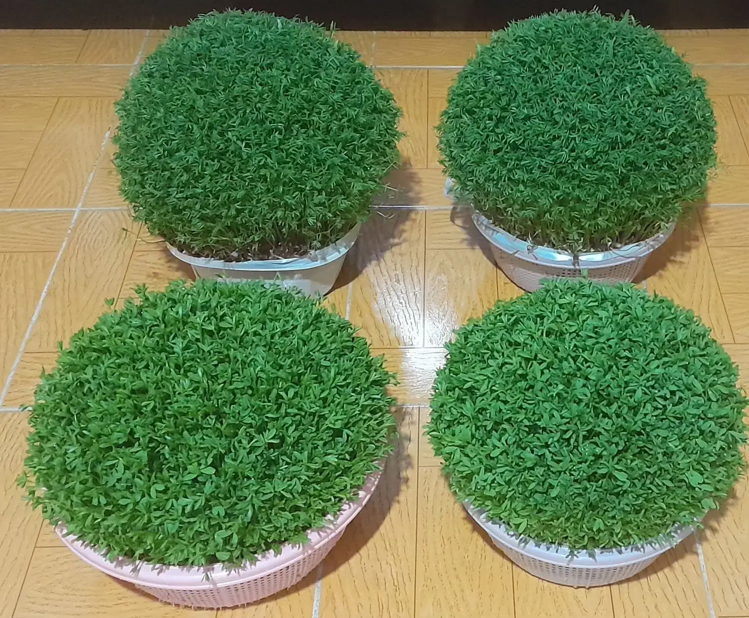 سبزه|خدمات باغبانی و درختکاری|الشتر, |دیوار