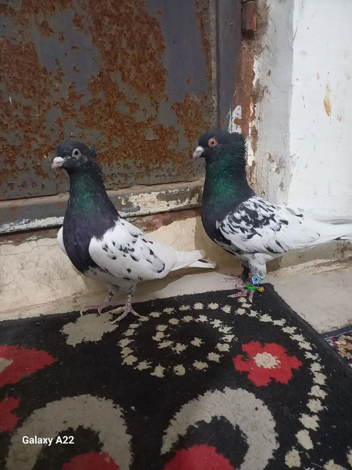 کبوتر|پرنده|تایباد, |دیوار