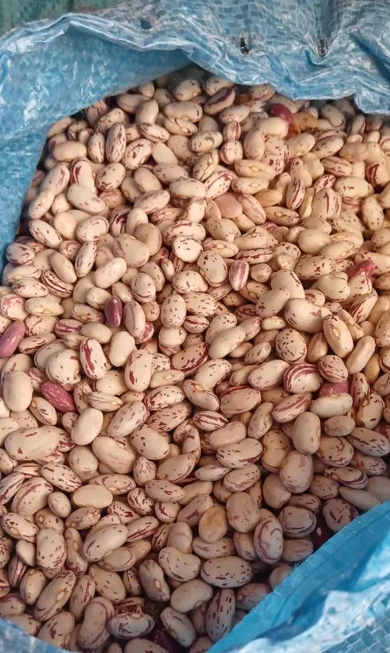لوبیا چیتی|خوردنی و آشامیدنی|شیراز, زرگری|دیوار