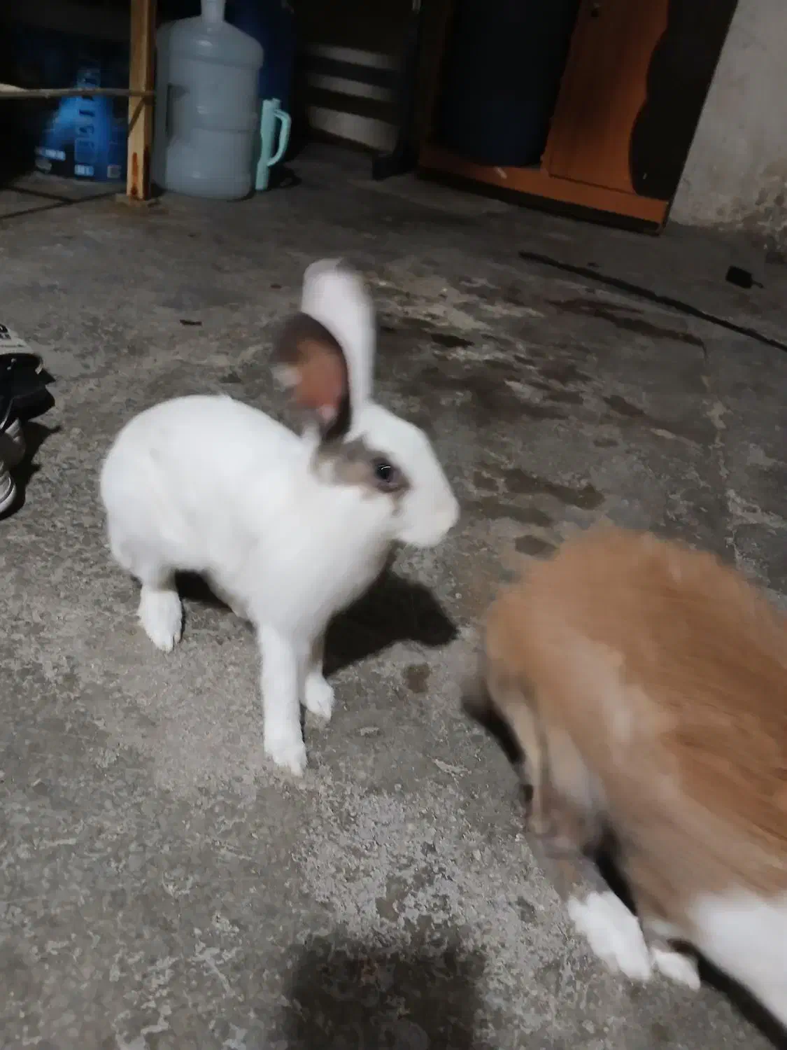 خرگوش خانگی|موش و خرگوش|ایذه, |دیوار