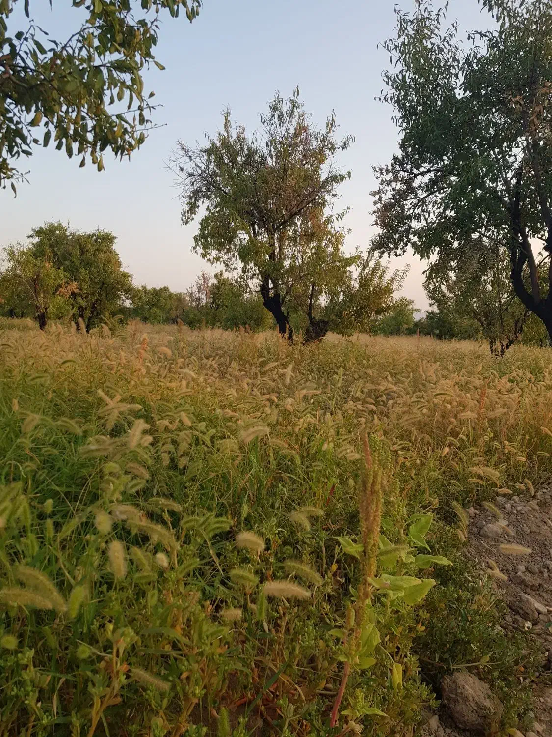 باغ ۱۰۰۰ متری در مهارلو|فروش زمین و ملک کلنگی|شیراز, جانبازان|دیوار