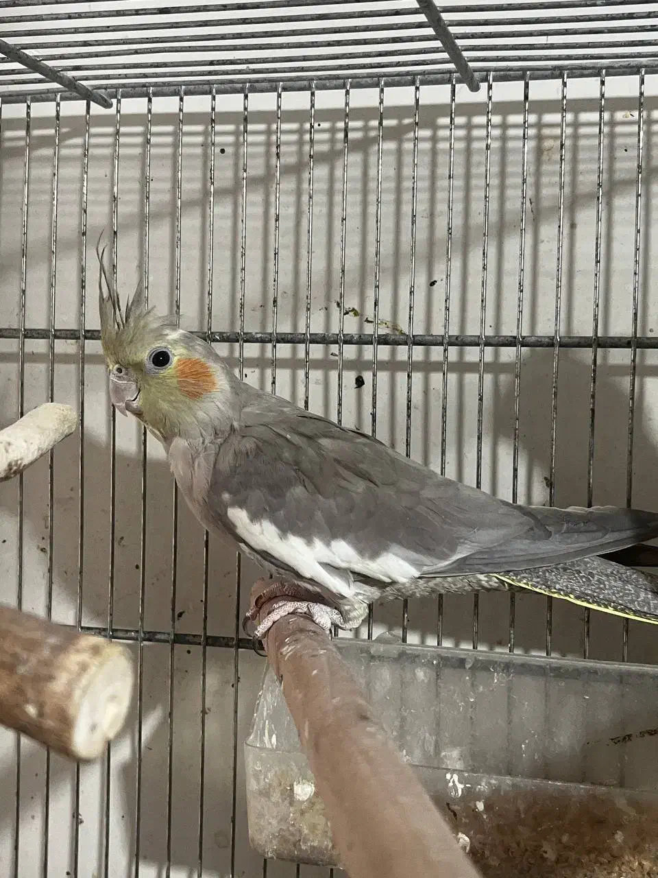 عروس هلندی ۶ماه|پرنده|تهران, خاوران|دیوار