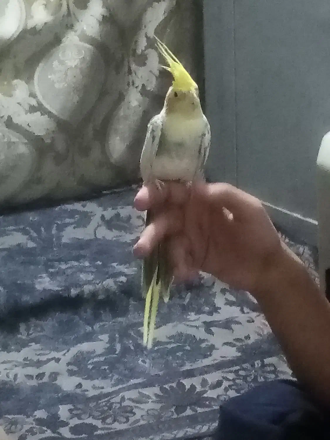 عروس هلندی دستی|پرنده|سراوان, |دیوار