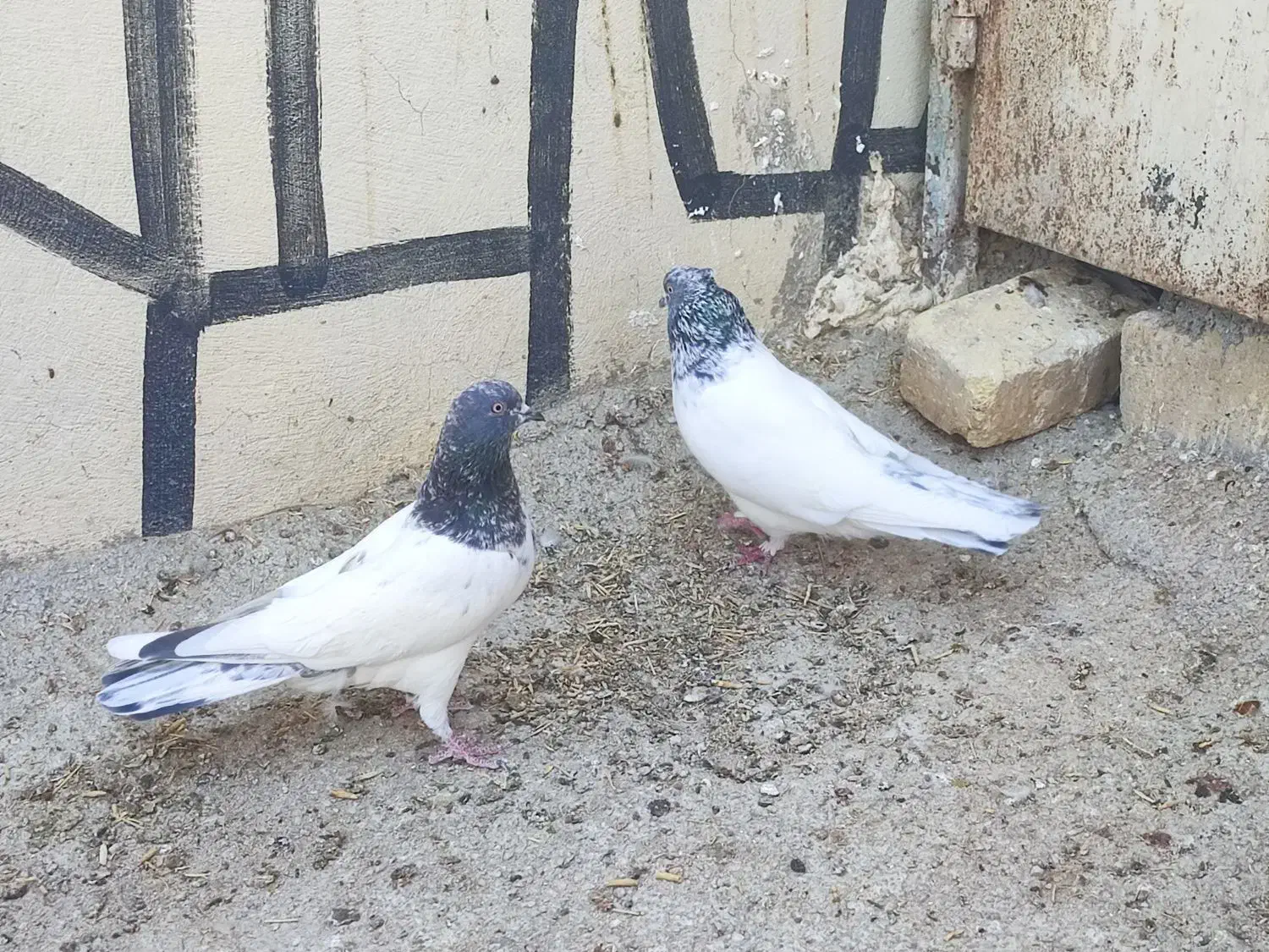 نرو ماده تک پر ساعتی|پرنده|شیراز, کاراندیش|دیوار