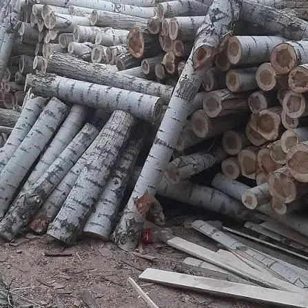 خرید همه نوع چوب|خدمات باغبانی و درختکاری|اردبیل, |دیوار