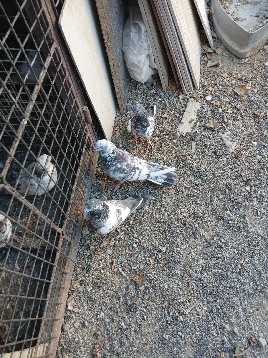 کبوتر خوب سه عدد|پرنده|صفادشت, |دیوار