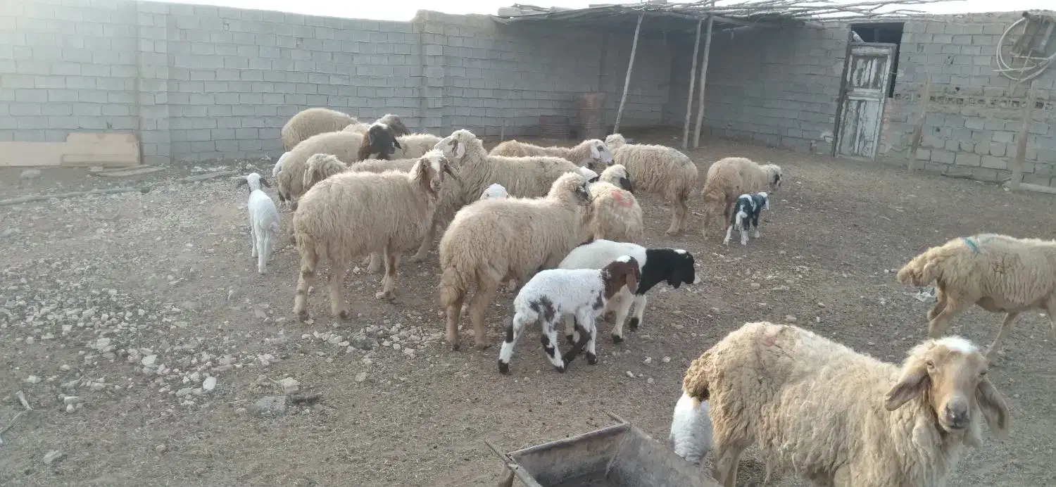 گوسفند بره قوچ گاو گاومیش بز|حیوانات مزرعه|کارون, |دیوار