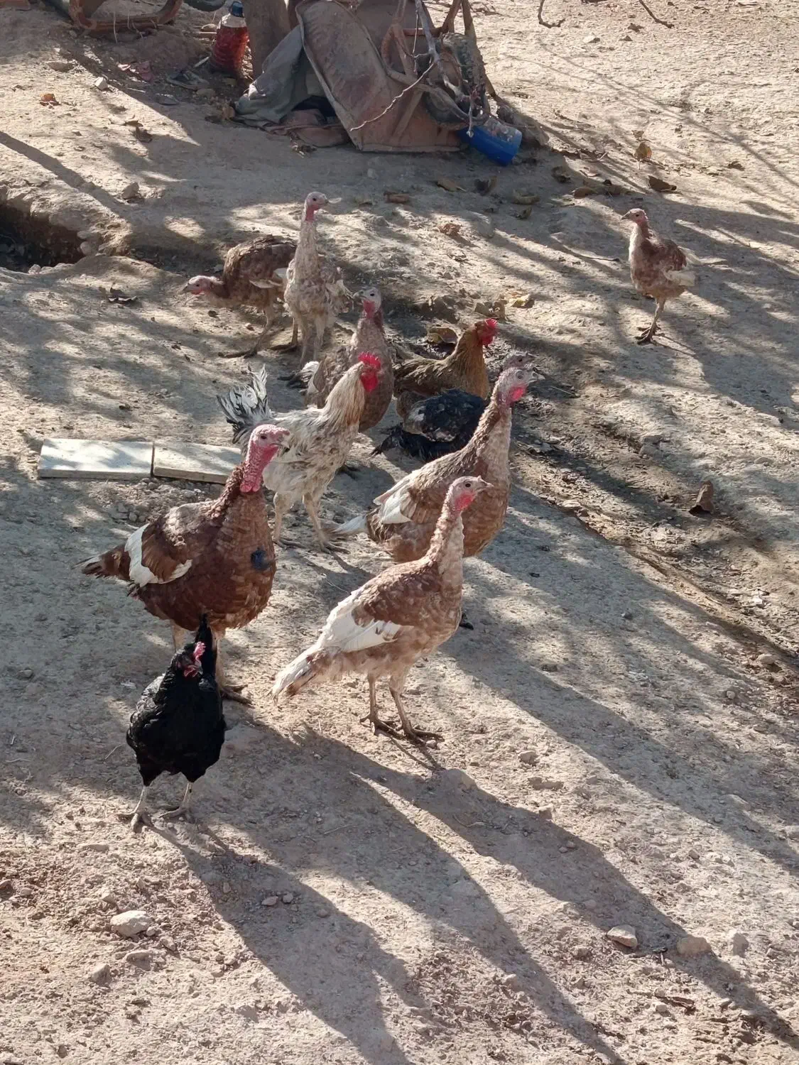 بوقلمون بروبو اصل درجه یک|حیوانات مزرعه|مرودشت, ژیان|دیوار