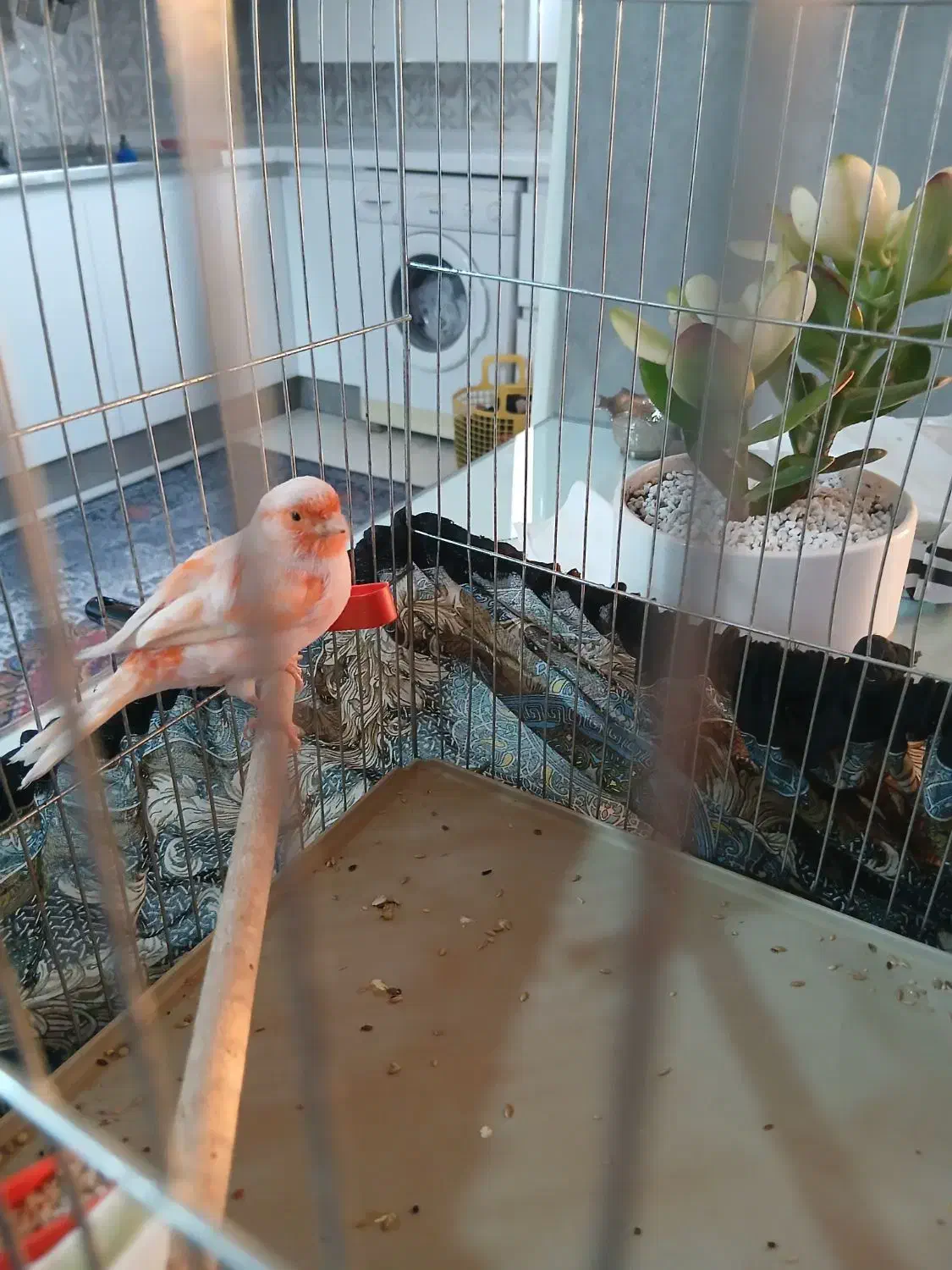 قناری موزاییکی|پرنده|مبارکه, |دیوار