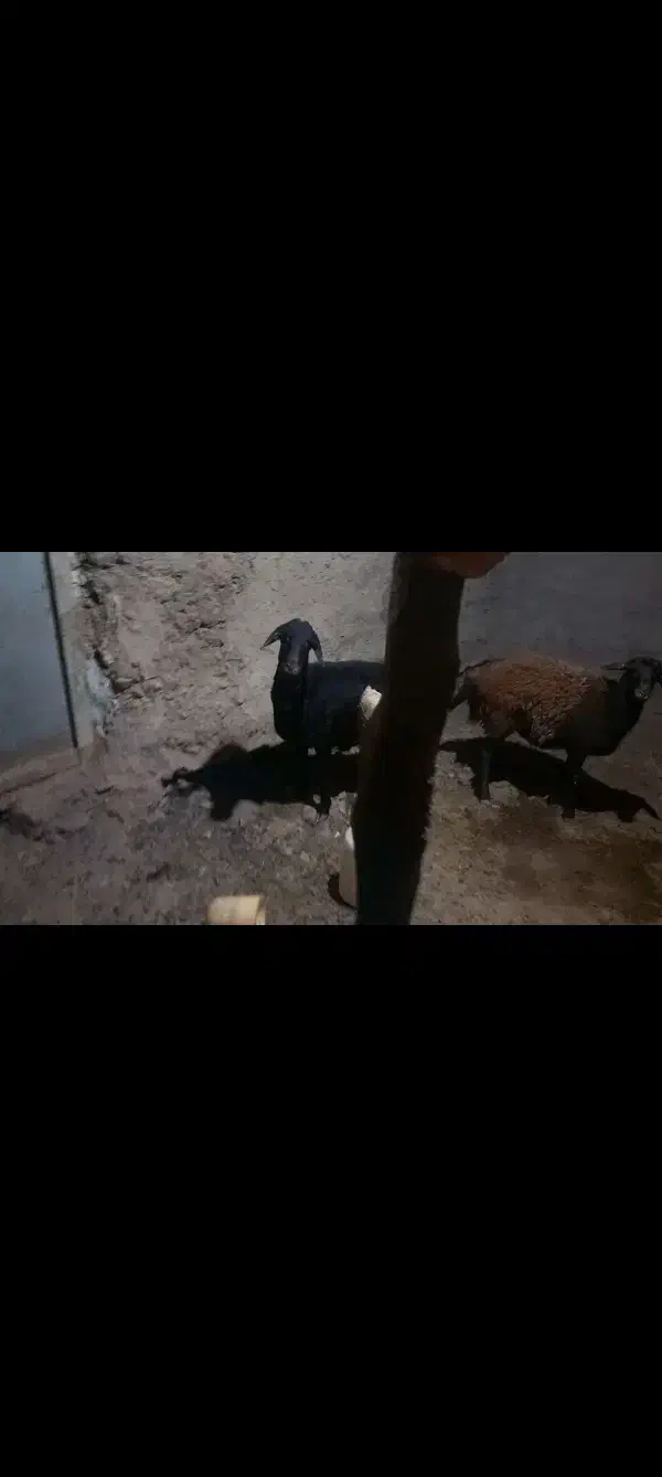 میش جوان آبستن جوان|حیوانات مزرعه|بسطام, |دیوار