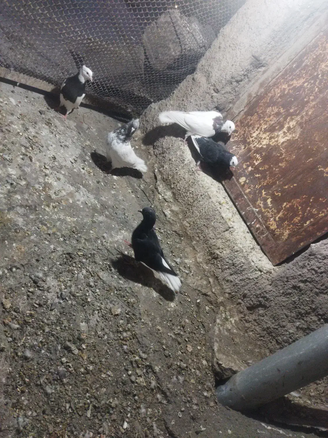 فروش چندعدد رنگی|پرنده|بم, |دیوار