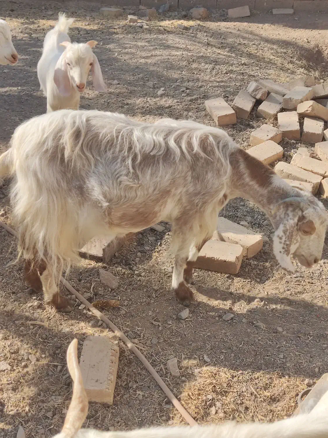 بز ماده کیلویی ۱۹۰|حیوانات مزرعه|محمدیه-قزوین, |دیوار