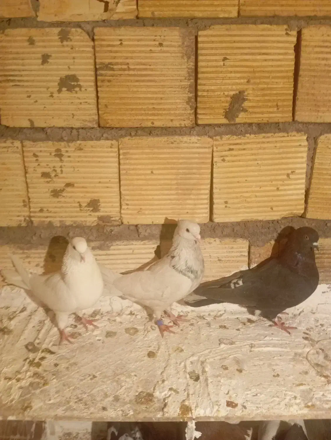 کبوتر|پرنده|بیستون, |دیوار