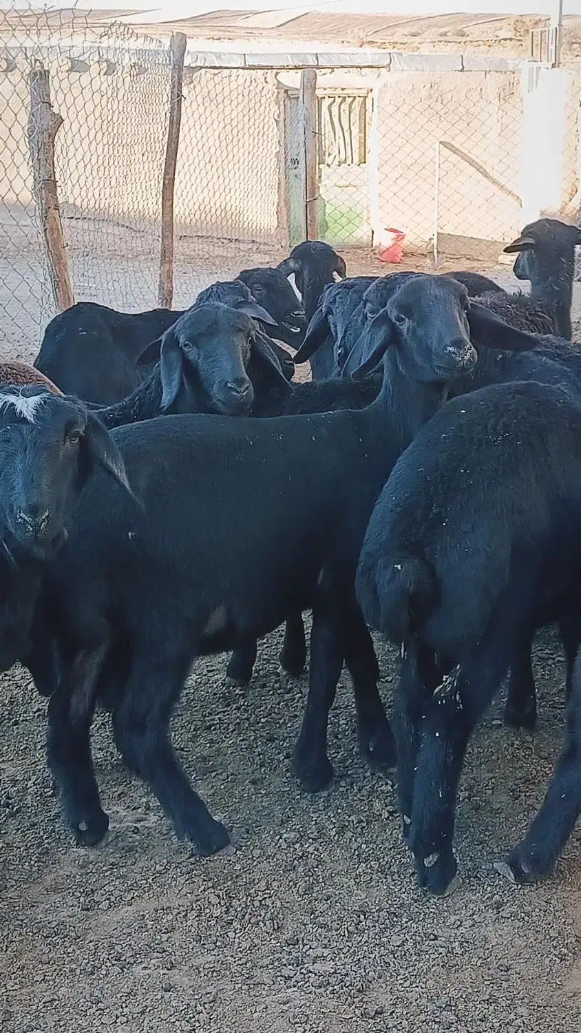 بره ماده قره قزل گوسفند میش قوچ شیشک افشار|حیوانات مزرعه|زنجان, |دیوار