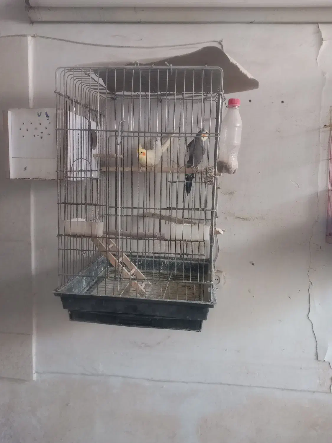 عروس هلندی|پرنده|کاشان, گریه|دیوار