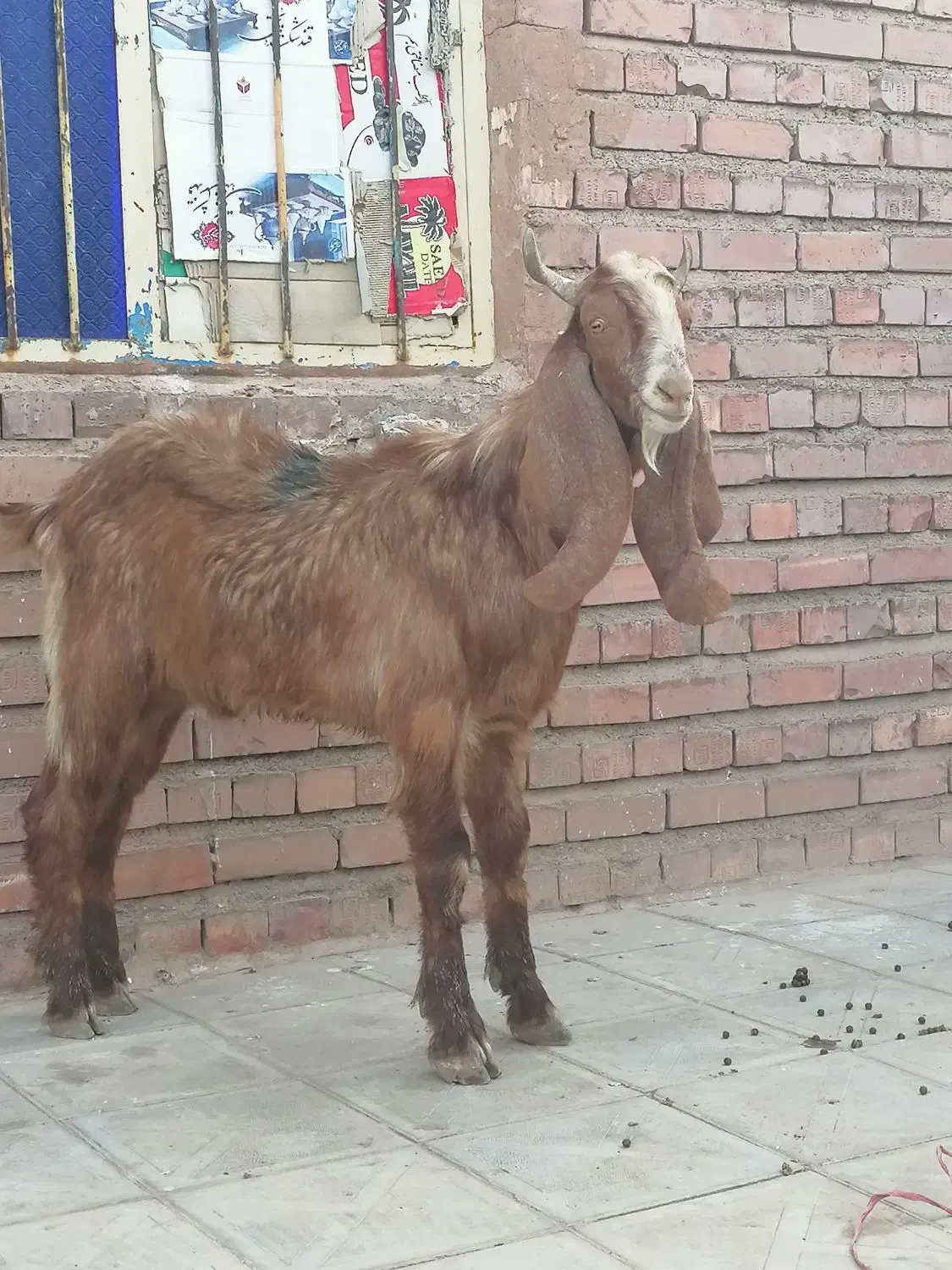 کره پاکستانی اصل اصل|حیوانات مزرعه|کرمان, |دیوار