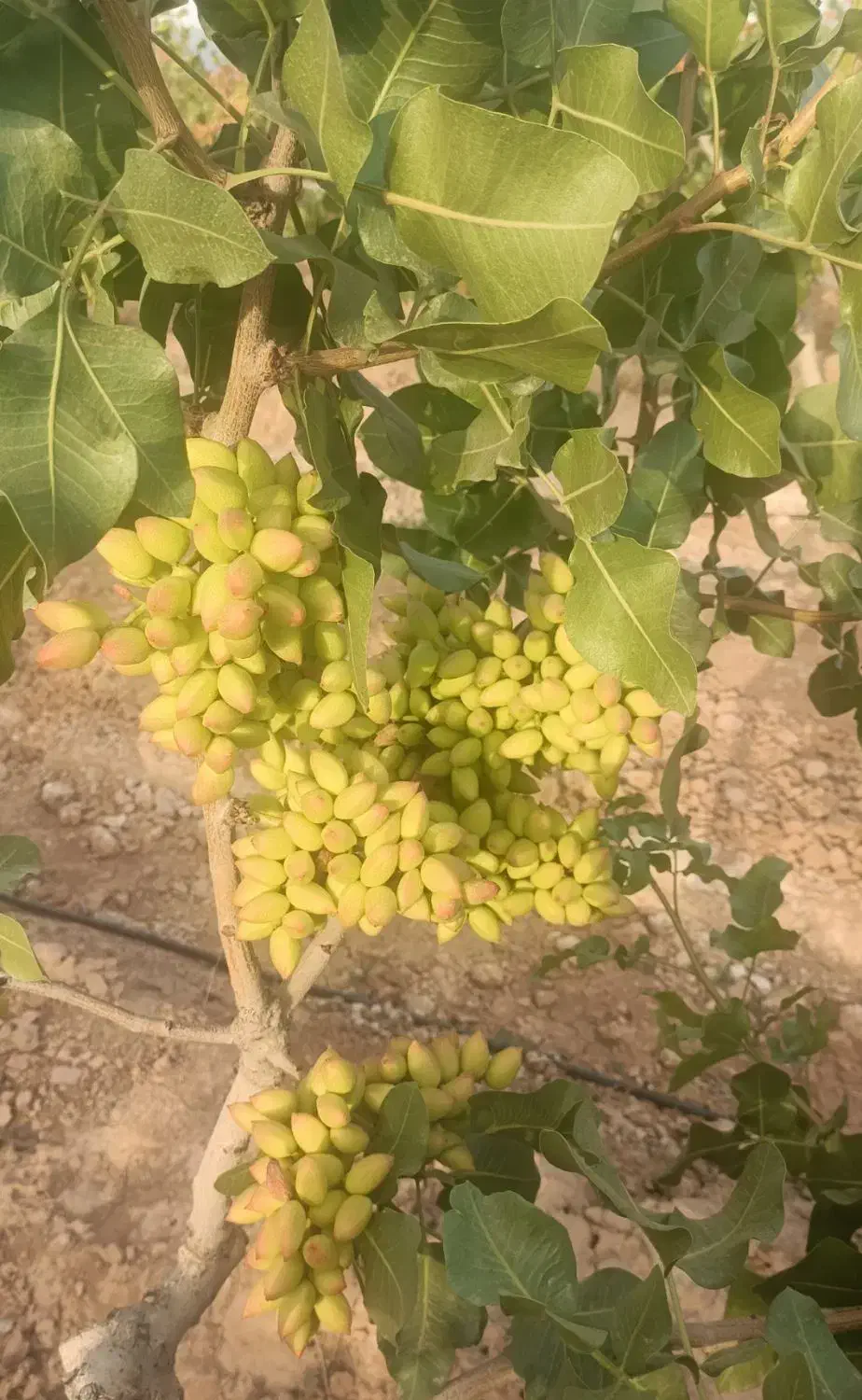 مهندسی و مشاوره باغات پسته|خدمات باغبانی و درختکاری|سروستان, |دیوار