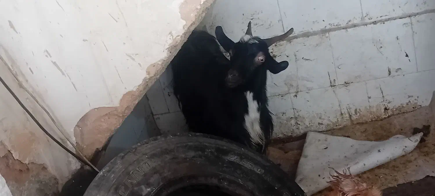 بزوکهره|حیوانات مزرعه|شیراز, کوشک میدان|دیوار