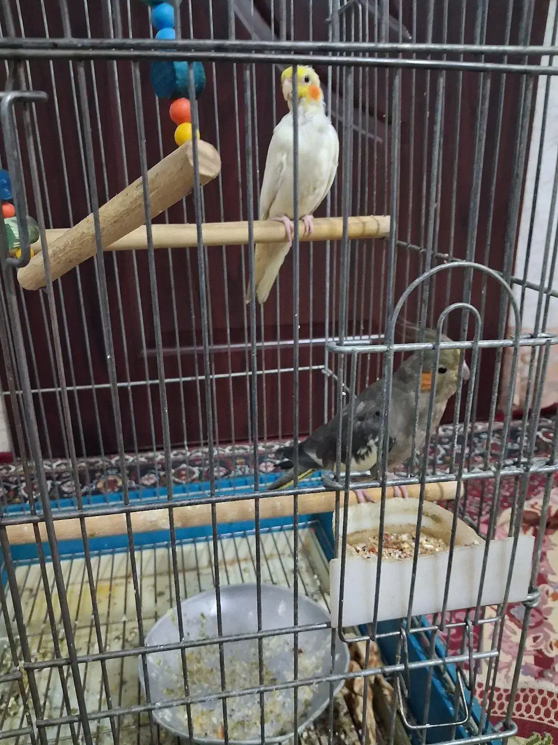 عروس هلندی|پرنده|بروجرد, |دیوار