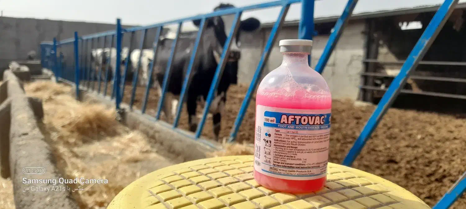 گاو شیری تلیسه با گوساله|حیوانات مزرعه|جلگه رخ, |دیوار