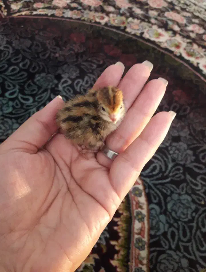 بلدرچین|حیوانات مزرعه|نیریز, |دیوار