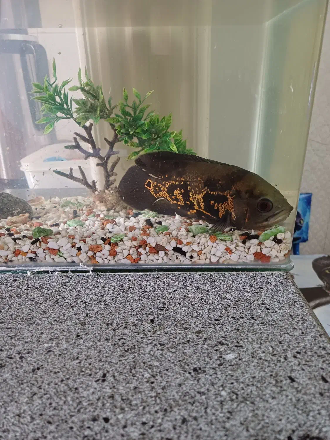 ماهی اسکار|ماهی|اسلام‌شهر, مطهری|دیوار