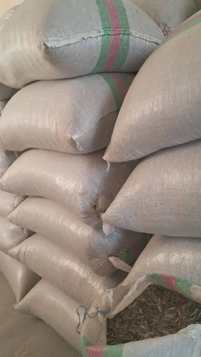 تخمه آفتابگردان|عمدهفروشی|انگوران, |دیوار