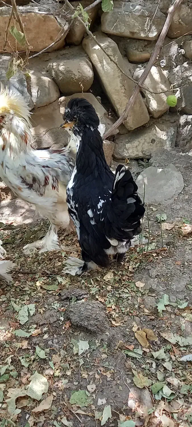 تخم نطفه دار سلطان  عثمانی|حیوانات مزرعه|تبریز, |دیوار