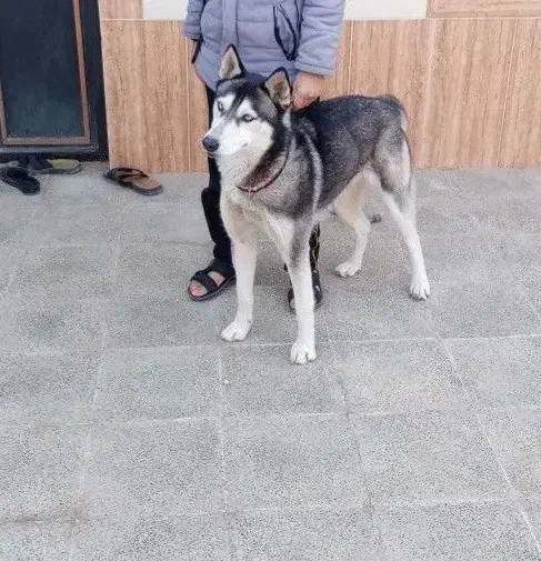 هاسکی|سگ|تربت جام, والفجر|دیوار