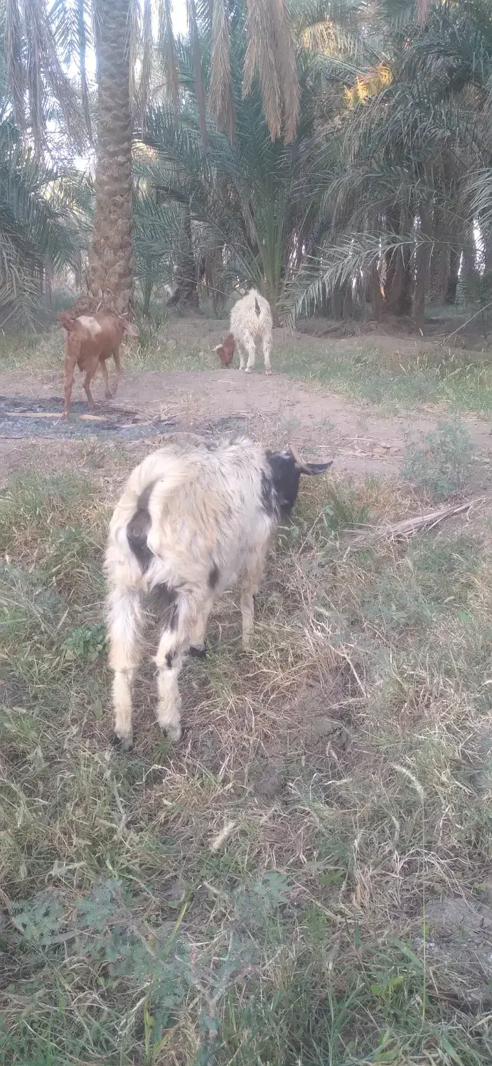 بزابستن وزاییده فروشی..|حیوانات مزرعه|جیرفت, |دیوار