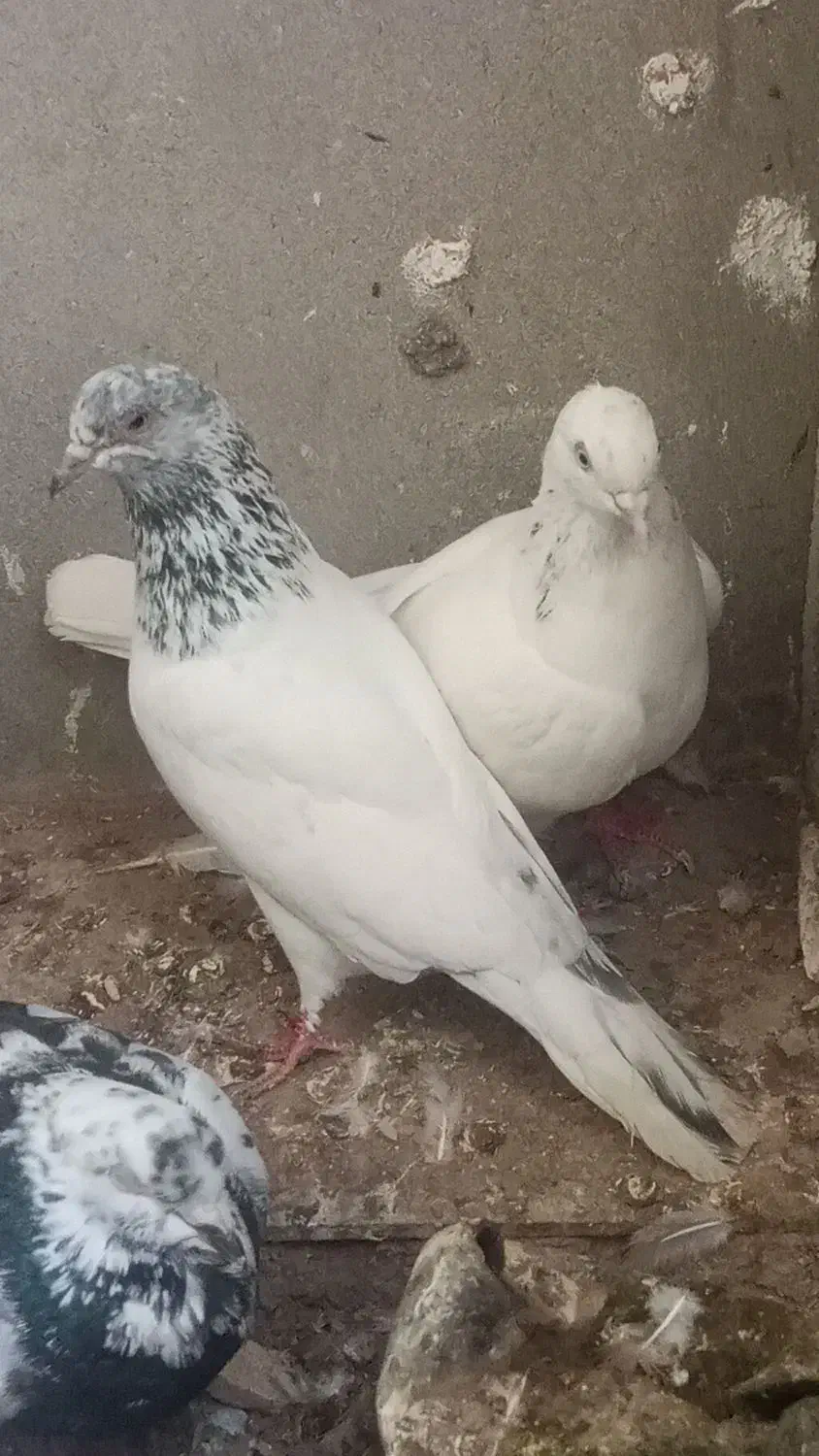 کبوتر|پرنده|قشم, |دیوار