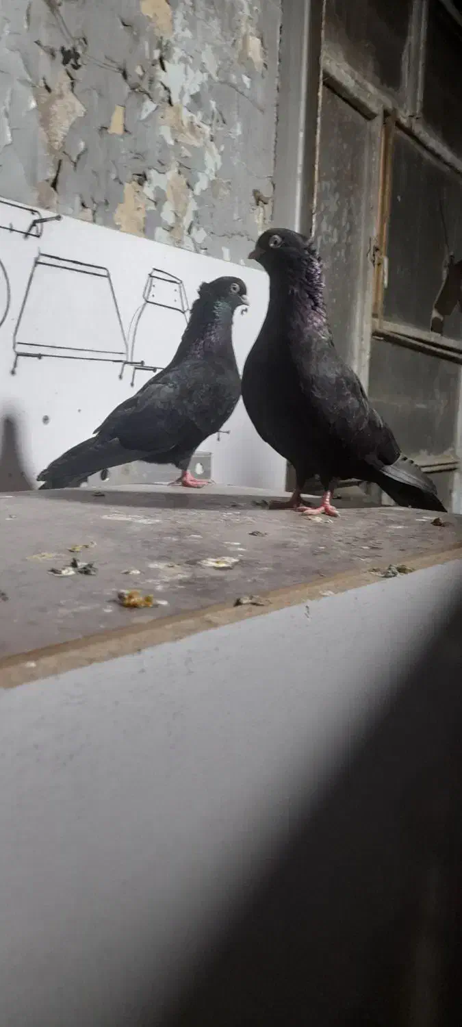 زاغ|پرنده|ایذه, |دیوار