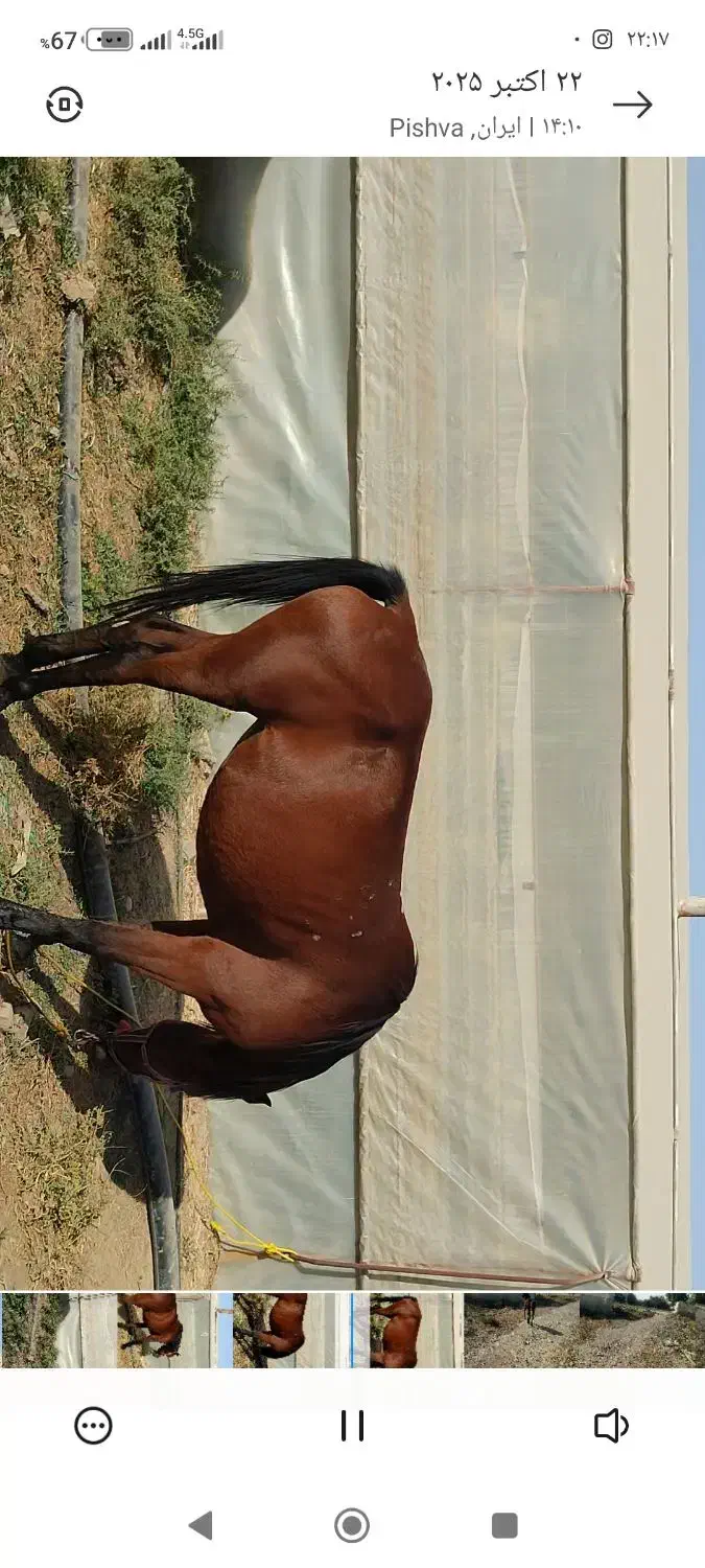 اسب مادیون عرب کرد|اسب و تجهیزات اسب‌سواری|پیشوا, |دیوار