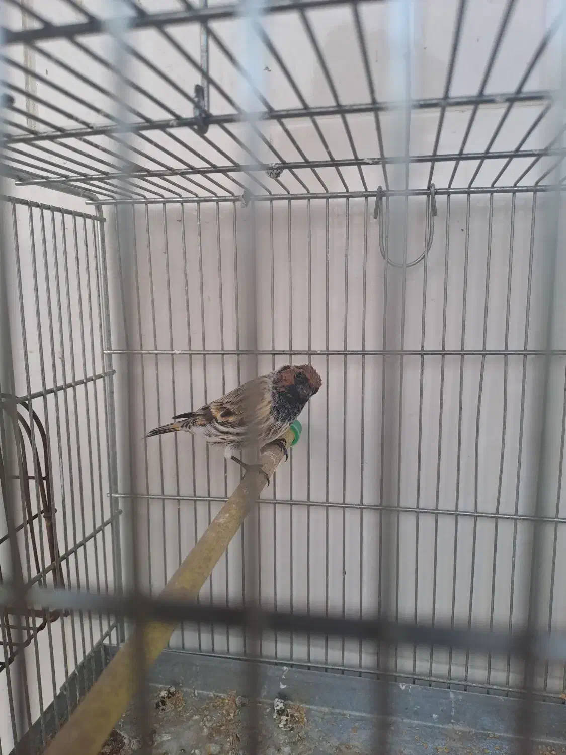 دوتا گلبسر قرص بخون|پرنده|پاکدشت, پاکدشت (مامازند)|دیوار