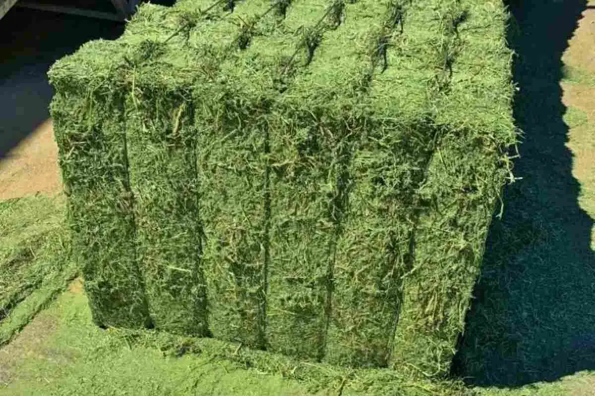 یونجه و گاه|عمدهفروشی|قره پشتلو, |دیوار