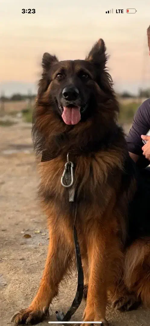 توله ژرمن مو کوتاه|سگ|بوشهر, |دیوار