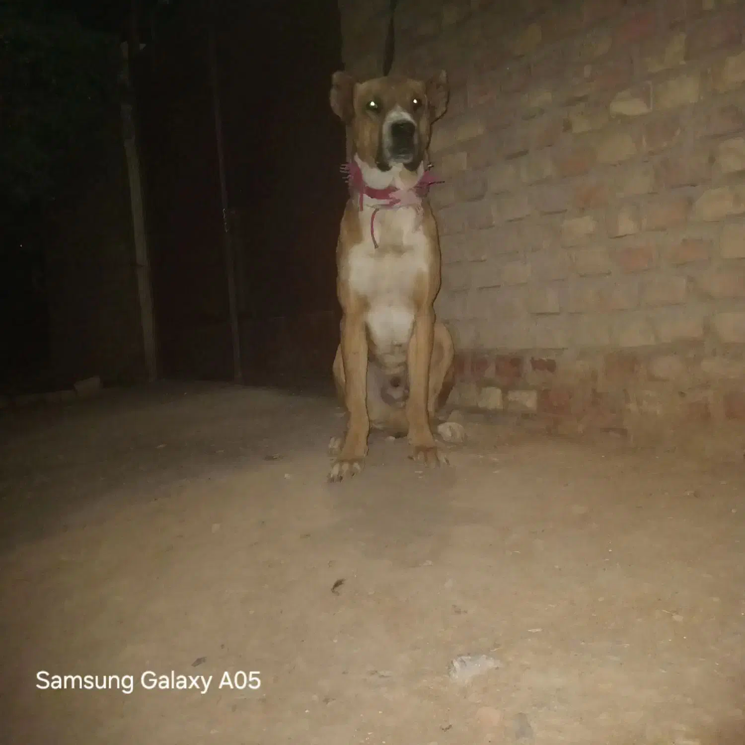 سگ خراسانی|سگ|قائن, |دیوار