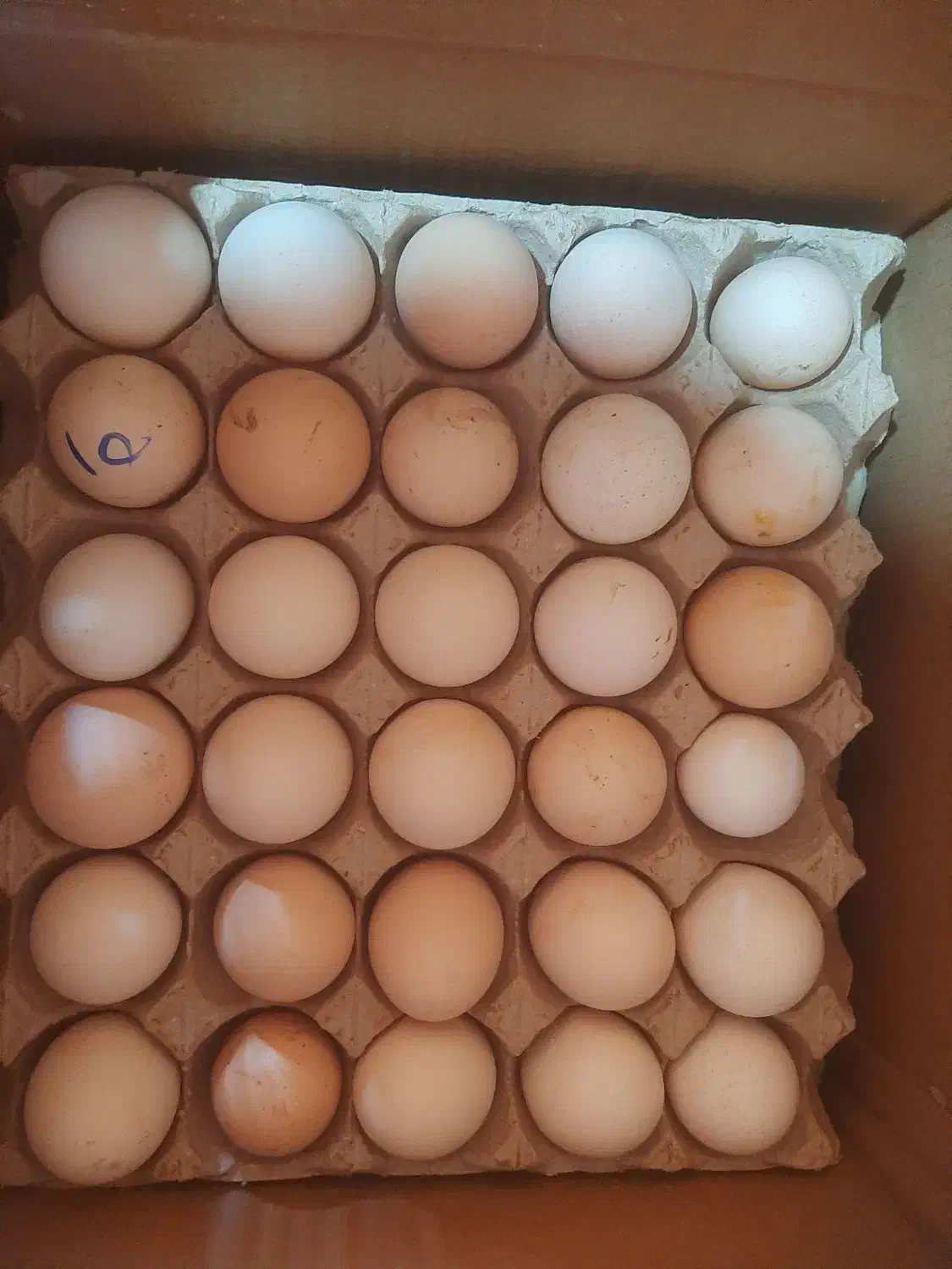تخممرغ محلی به قیمت تخممرغ روز 8تومن|خوردنی و آشامیدنی|نقده, |دیوار