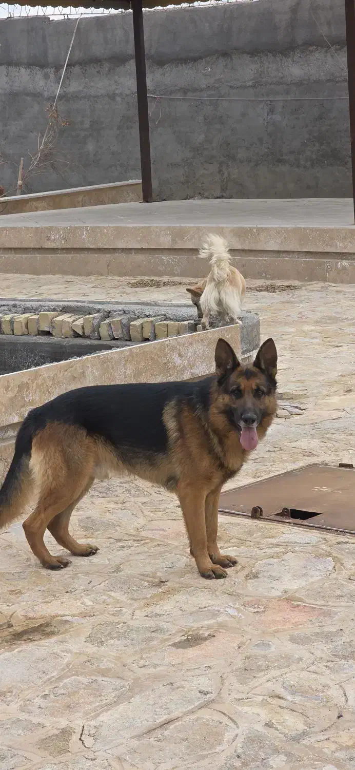 سگ ژرمن اصیل|سگ|مشهد, میان ولایت|دیوار