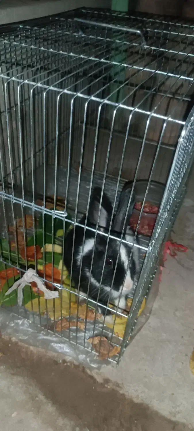 خرگوش|موش و خرگوش|نجف‌آباد, یزدانشهر|دیوار