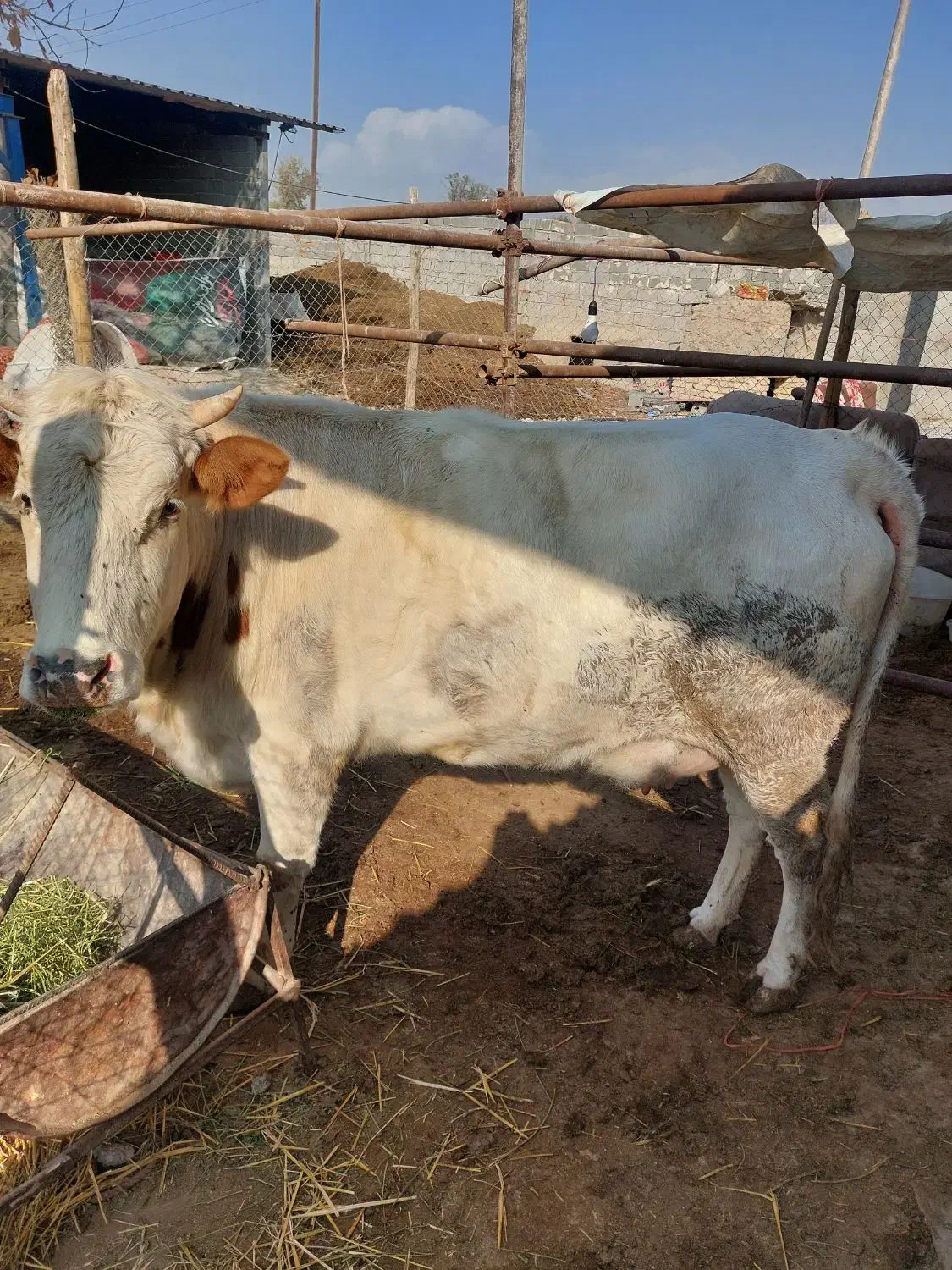 تلیسه ی شکم|حیوانات مزرعه|شهریار, اسکمان|دیوار