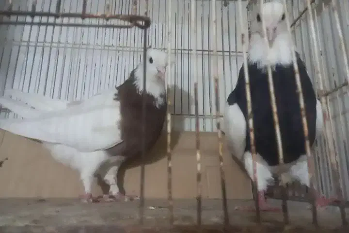 حراج (طوقی،ساده،دمسفید)|پرنده|مشهد, کارمندان دوم|دیوار